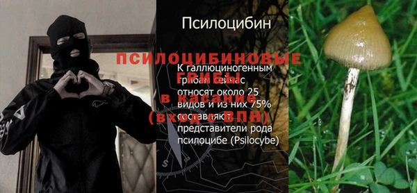 прущие грибы Абаза
